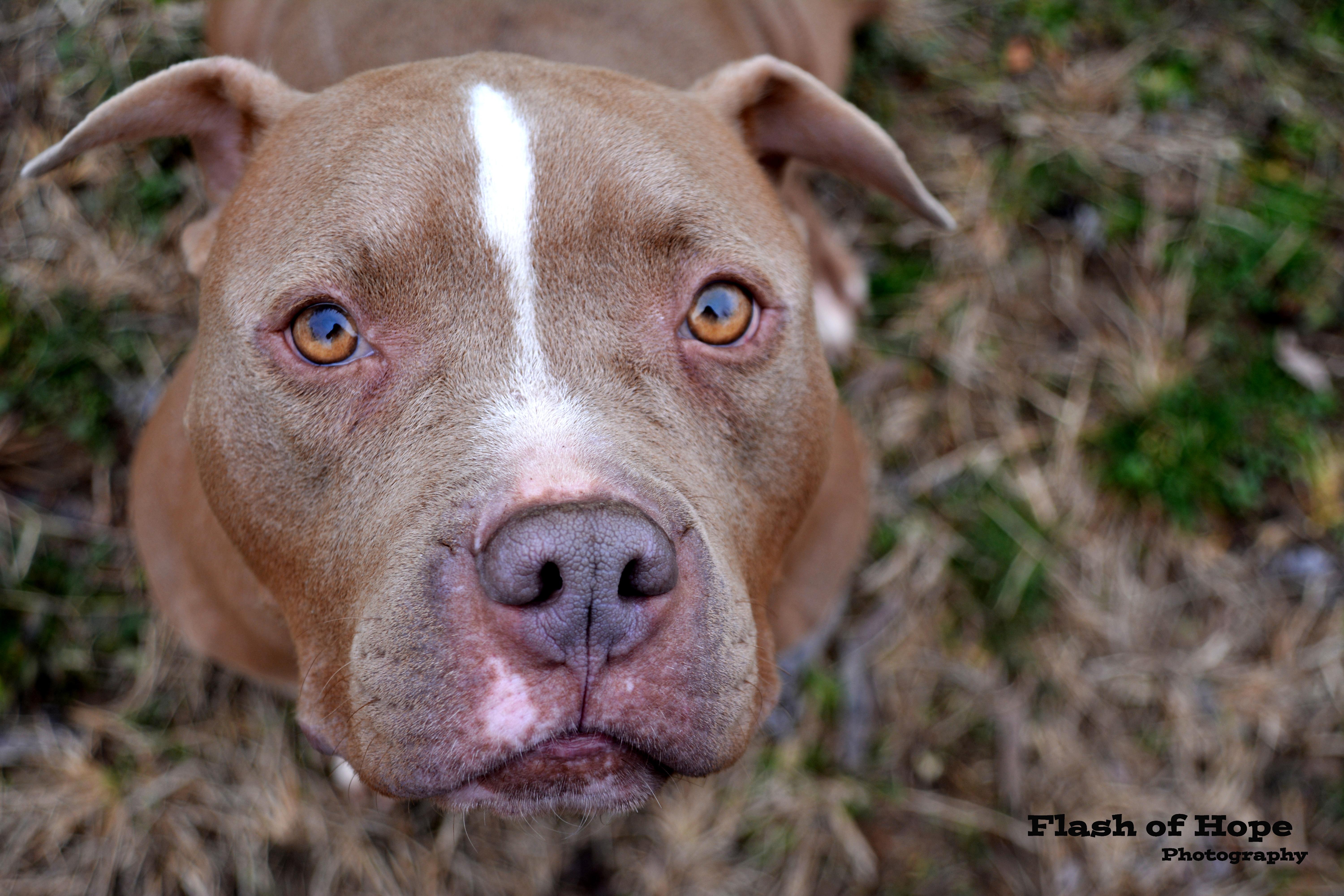 Everest, an adoptable Pit Bull Terrier, American Bulldog in Branson, MO, 65616 | Photo Image 1