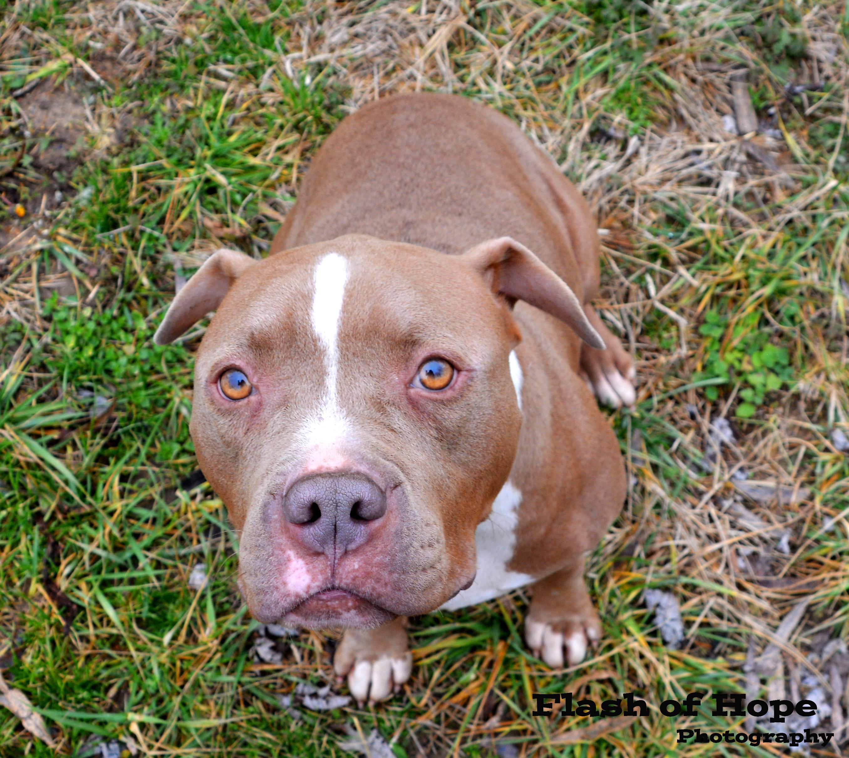 Everest, an adoptable Pit Bull Terrier, American Bulldog in Branson, MO, 65616 | Photo Image 2