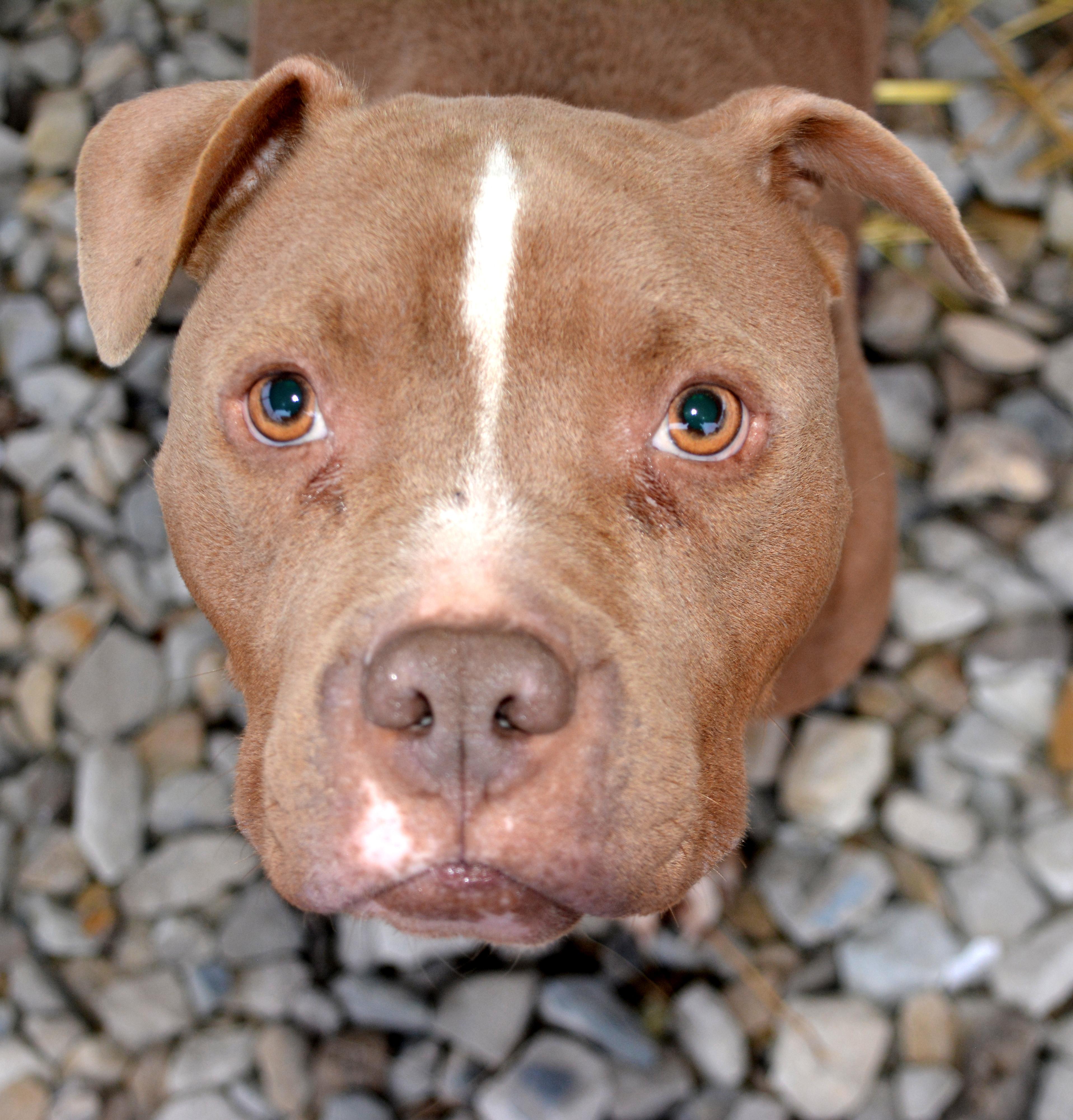 Everest, an adoptable Pit Bull Terrier, American Bulldog in Branson, MO, 65616 | Photo Image 3