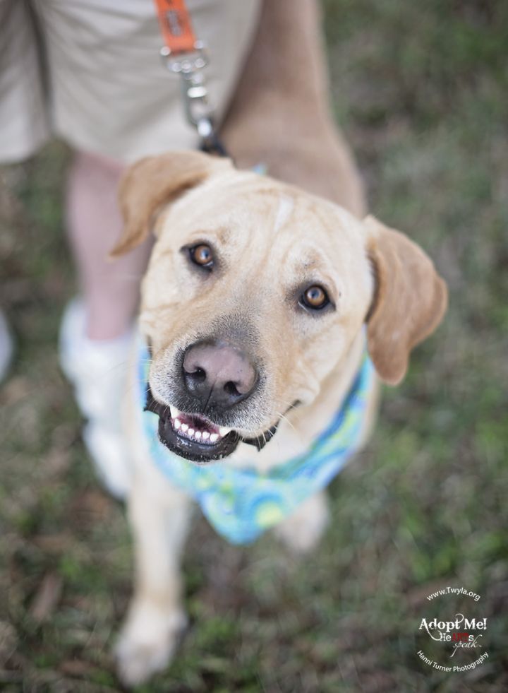 Maximo, an adopted Labrador Retriever in Kingwood, TX_image-4