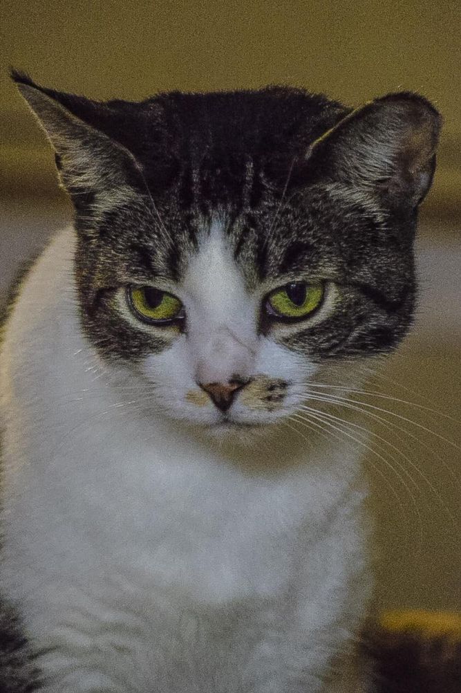 Sammie