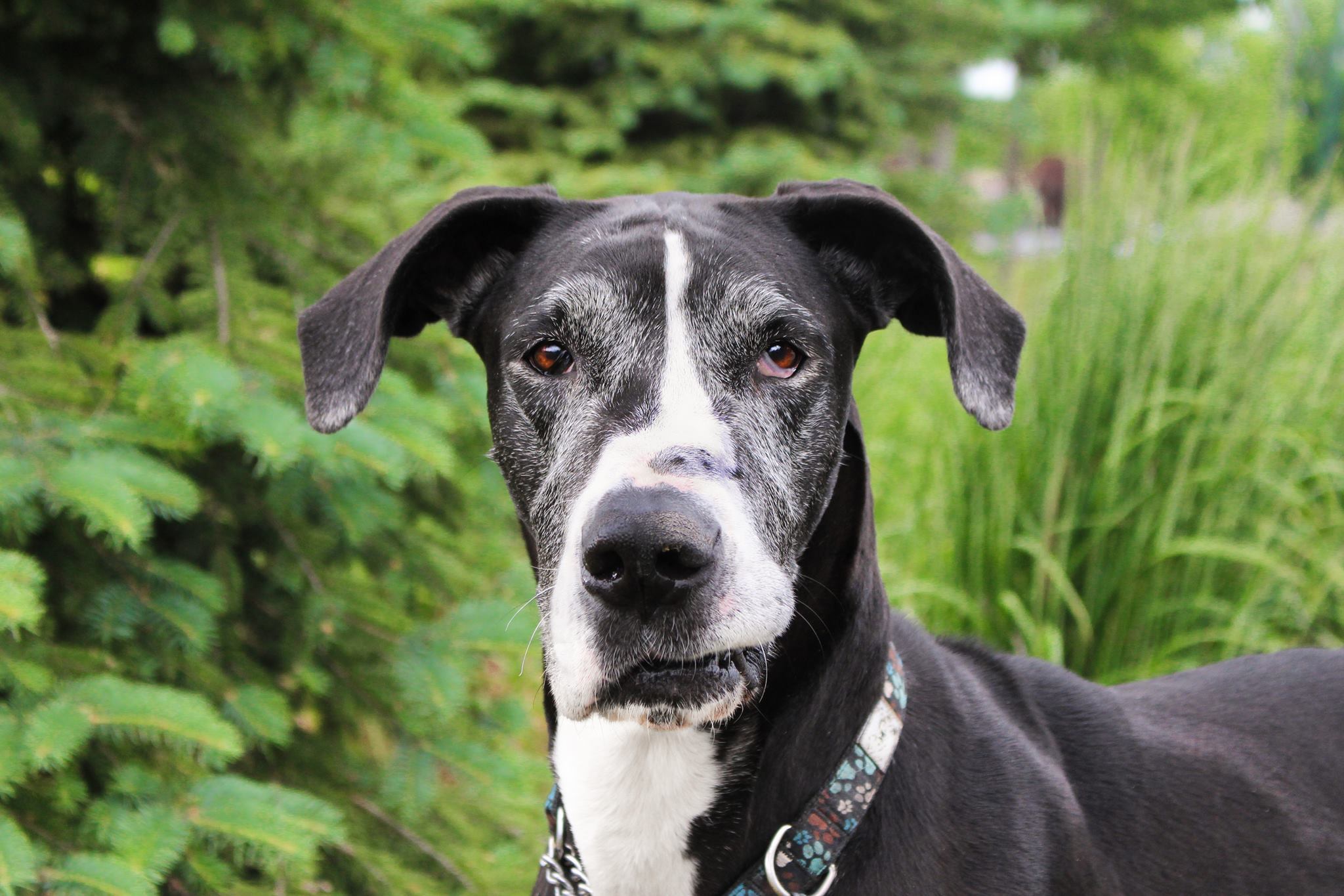 STELLA- forever in foster - donations welcome, an adoptable Great Dane in Lucknow, ON, N0G 2H0 | Photo Image 2