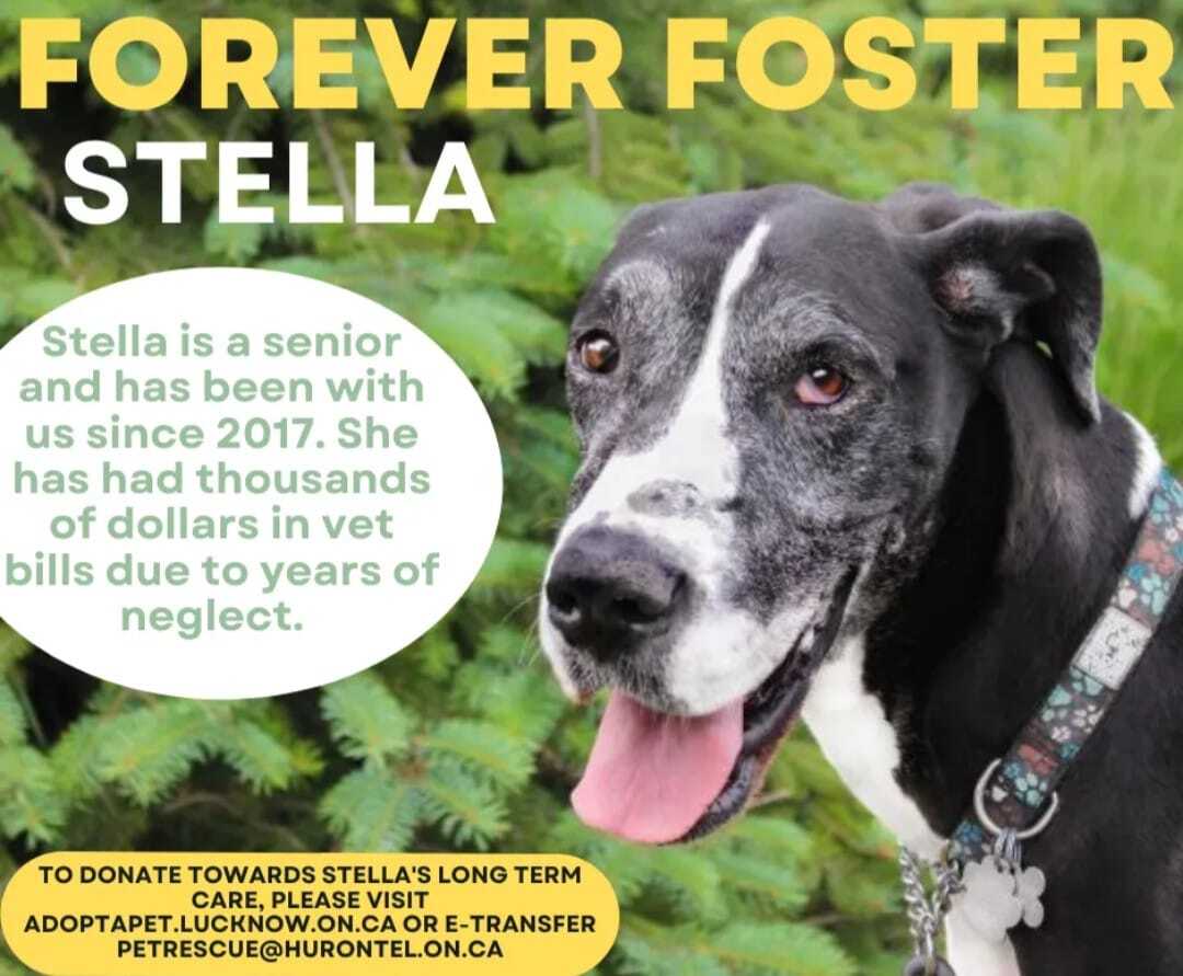 STELLA- forever in foster - donations welcome, an adoptable Great Dane in Lucknow, ON, N0G 2H0 | Photo Image 1