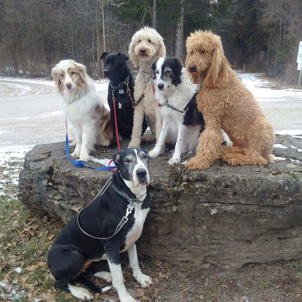 STELLA- forever in foster - donations welcome, an adoptable Great Dane in Lucknow, ON, N0G 2H0 | Photo Image 3
