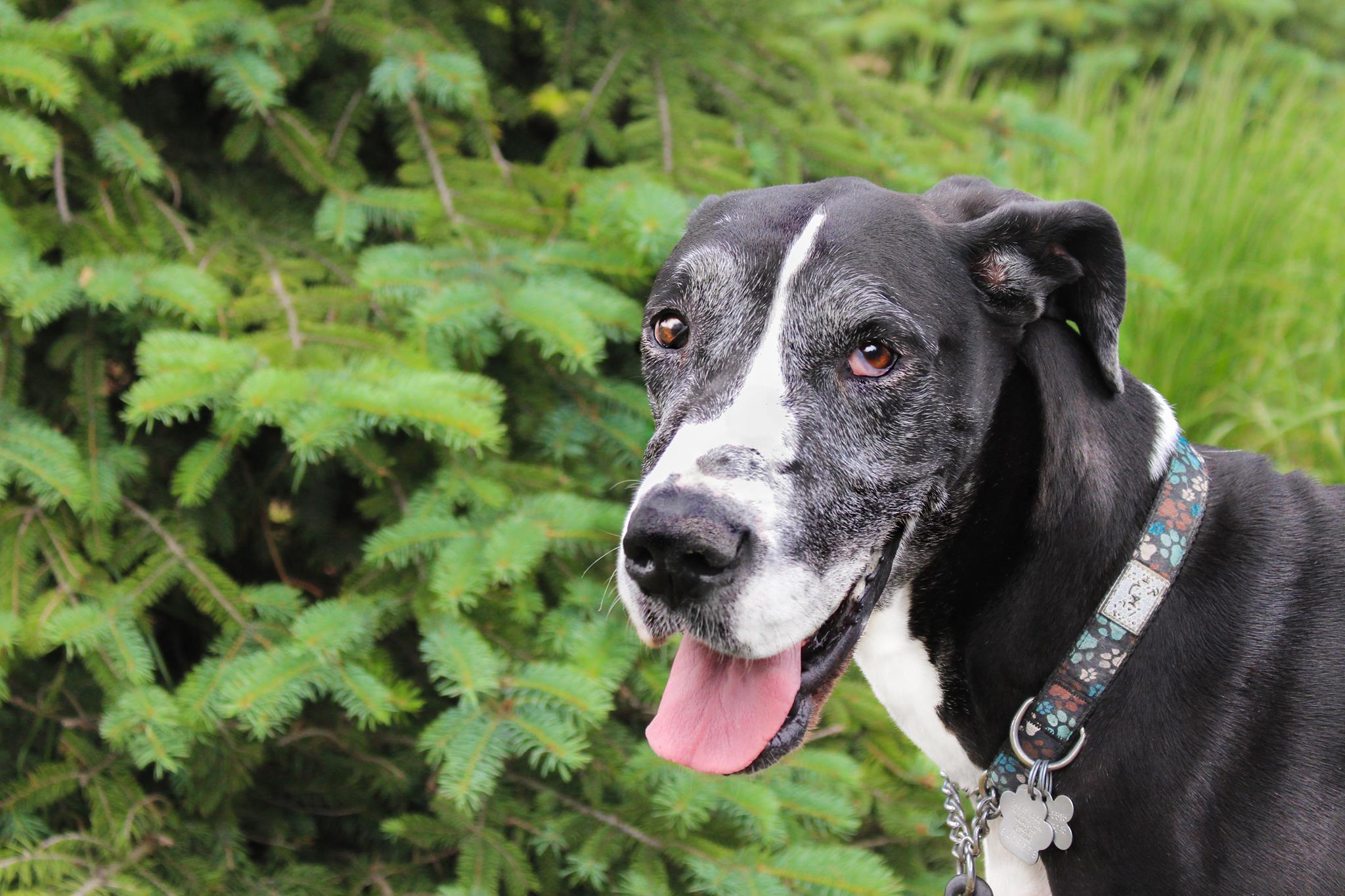 STELLA- forever in foster - donations welcome, an adoptable Great Dane in Lucknow, ON, N0G 2H0 | Photo Image 4