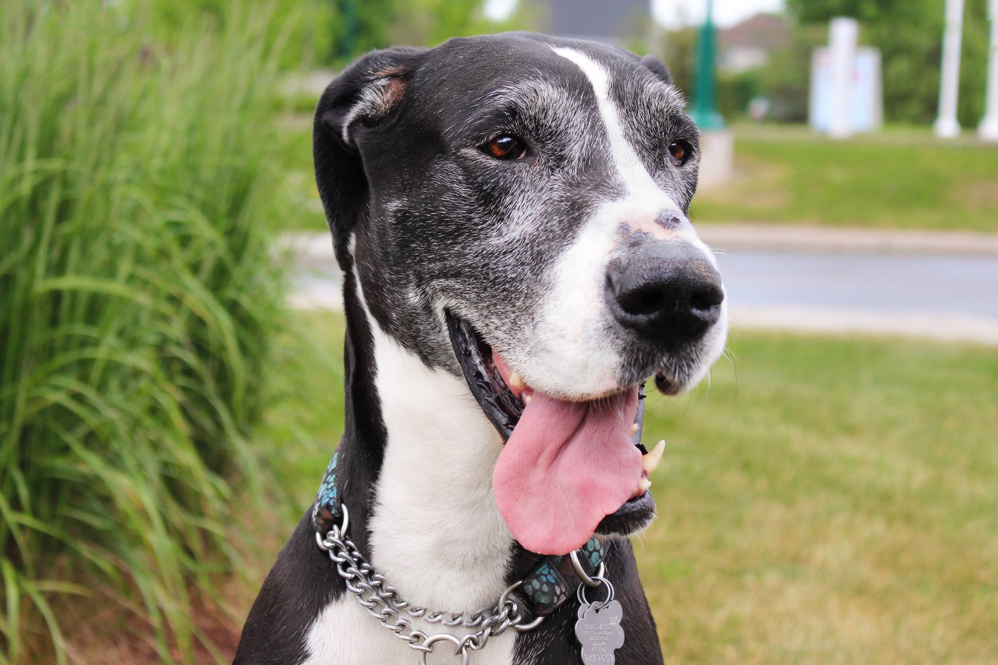 STELLA- forever in foster - donations welcome, an adoptable Great Dane in Lucknow, ON, N0G 2H0 | Photo Image 5