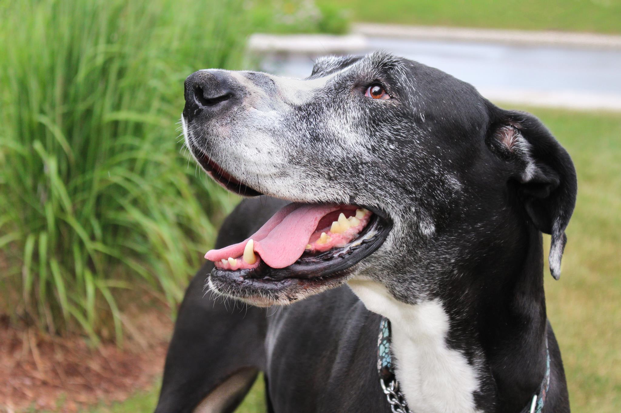 STELLA- forever in foster - donations welcome, an adoptable Great Dane in Lucknow, ON, N0G 2H0 | Photo Image 6