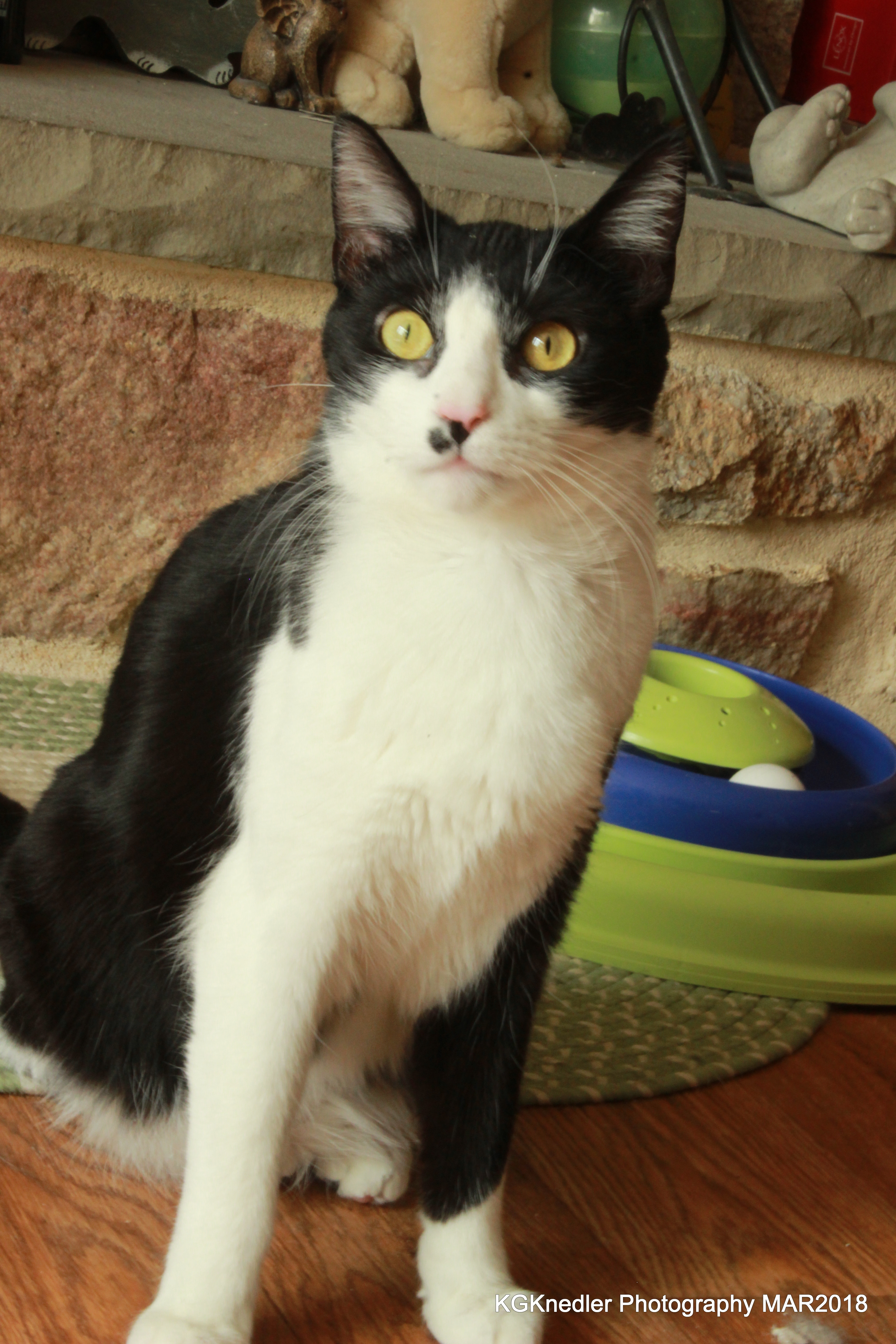 Peter, an adoptable Domestic Short Hair in Germansville, PA, 18053 | Photo Image 3