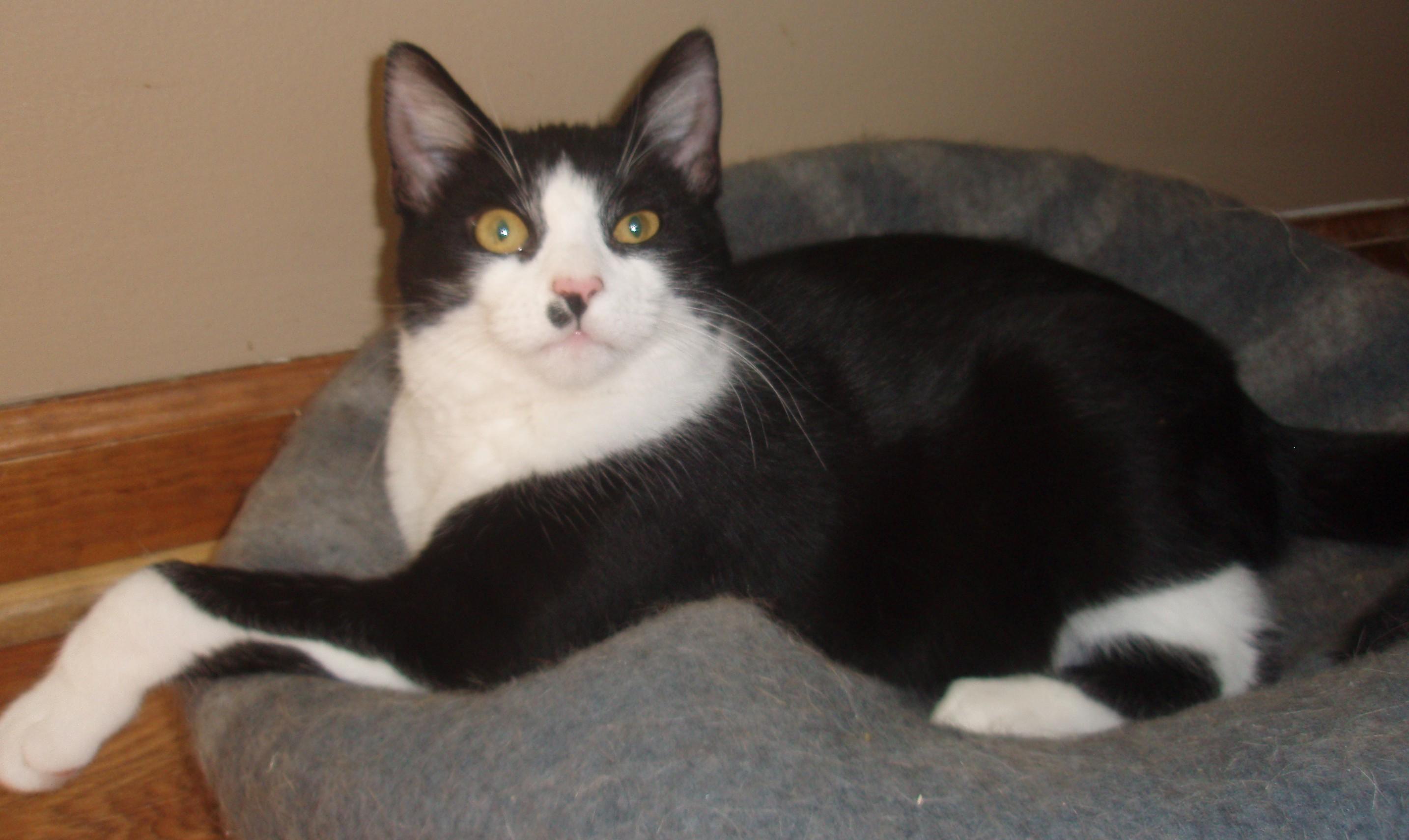 Peter, an adoptable Domestic Short Hair in Germansville, PA, 18053 | Photo Image 5