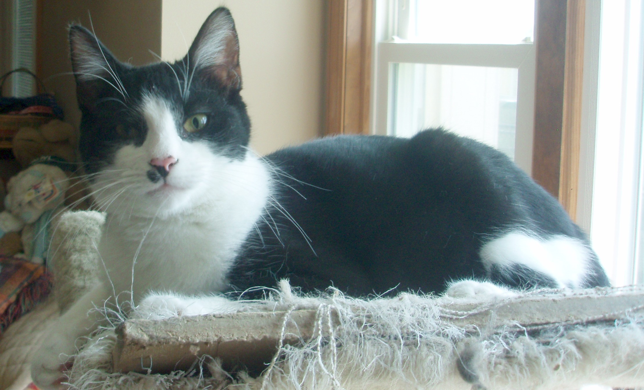 Peter, an adoptable Domestic Short Hair in Germansville, PA, 18053 | Photo Image 8