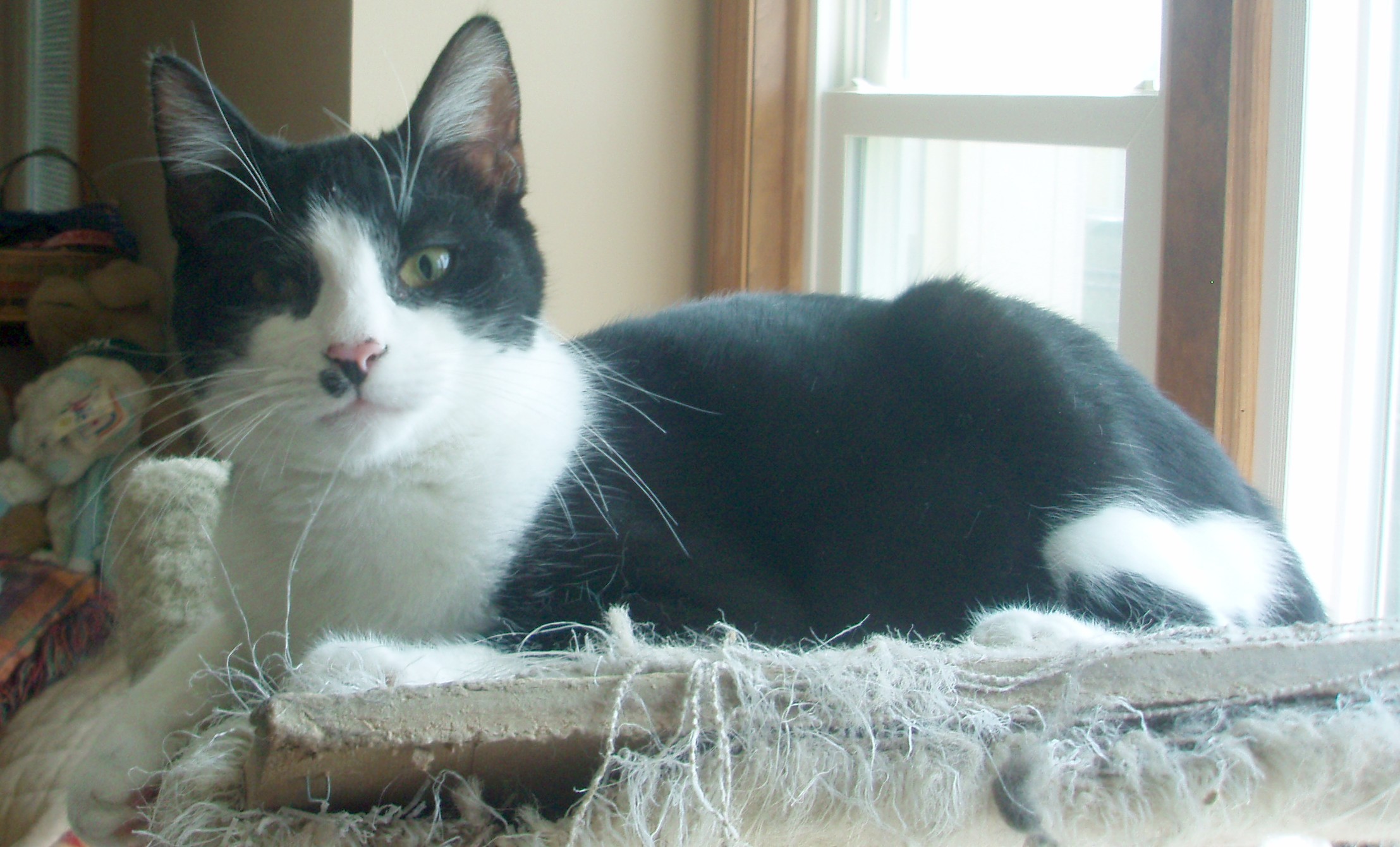 Peter, an adoptable Domestic Short Hair in Germansville, PA, 18053 | Photo Image 7