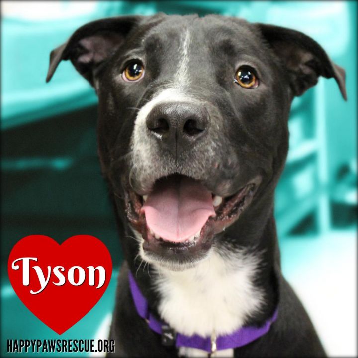 Tyson 2