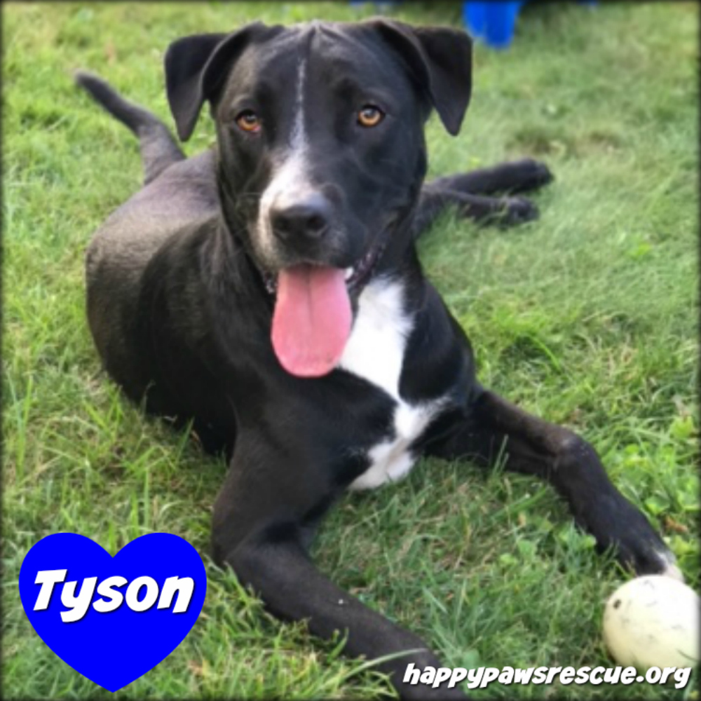 Tyson detail page