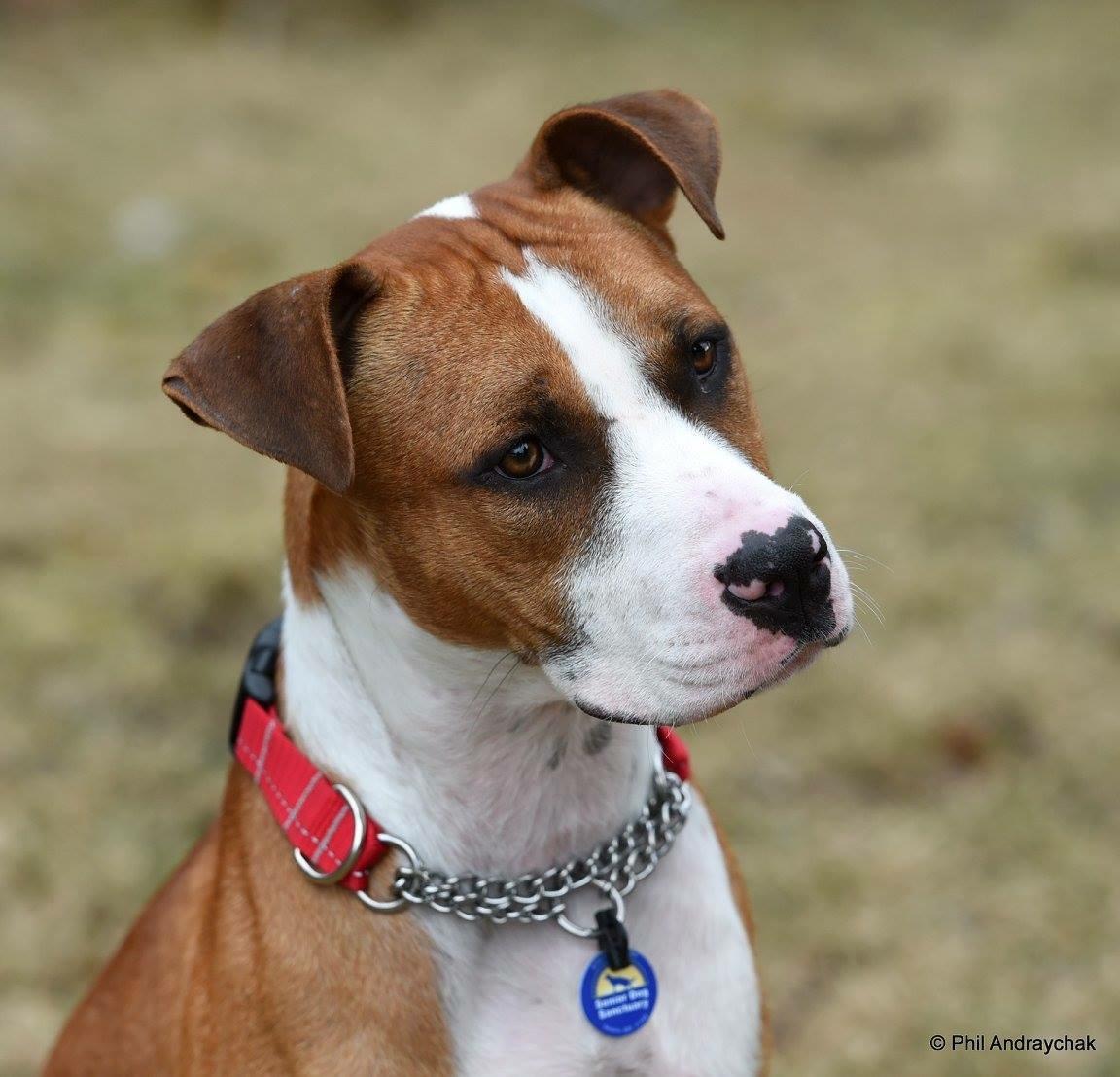 Paulie, an adoptable Boxer in Altoona, PA, 16602 | Photo Image 2