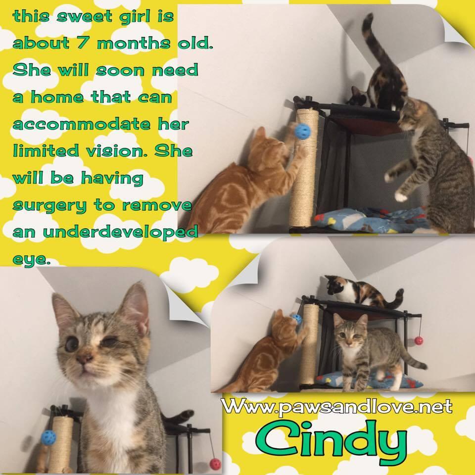 Cindy detail page