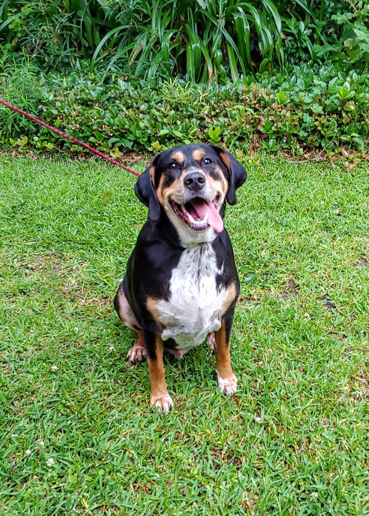 Cooper, an adoptable Bluetick Coonhound, Black and Tan Coonhound in Baton Rouge, LA, 70816 | Photo Image 2