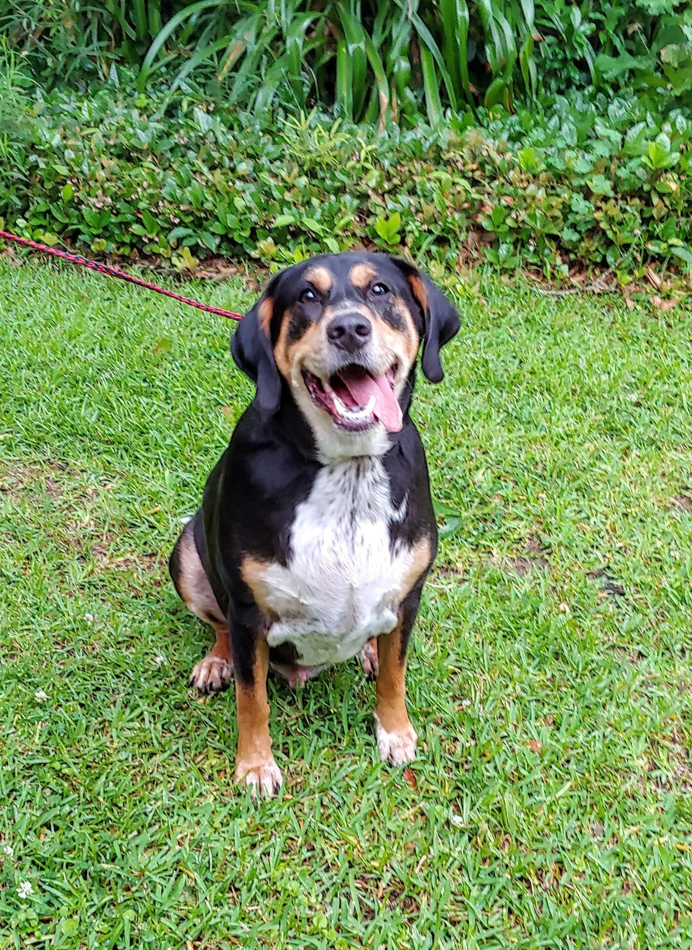 Cooper, an adoptable Bluetick Coonhound, Black and Tan Coonhound in Baton Rouge, LA, 70816 | Photo Image 3