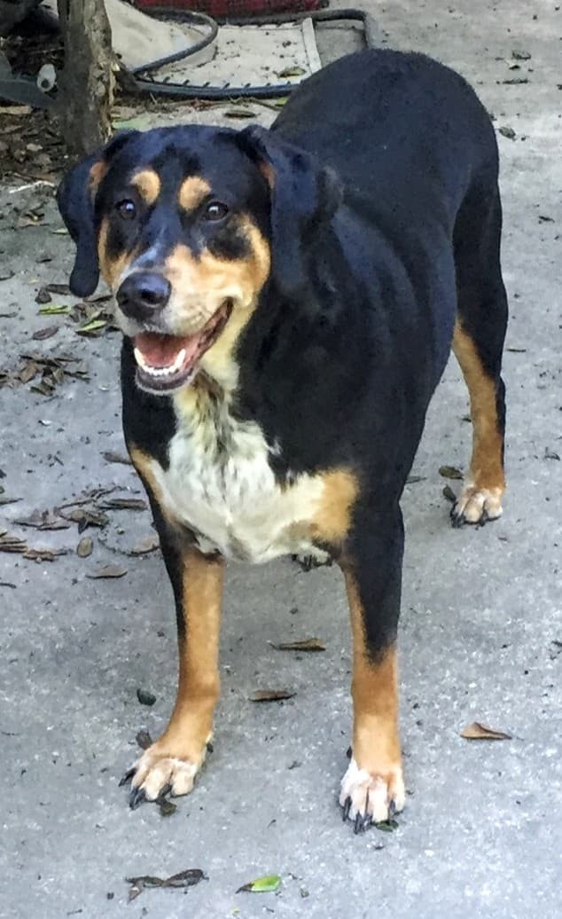 Cooper, an adoptable Bluetick Coonhound, Black and Tan Coonhound in Baton Rouge, LA, 70816 | Photo Image 4