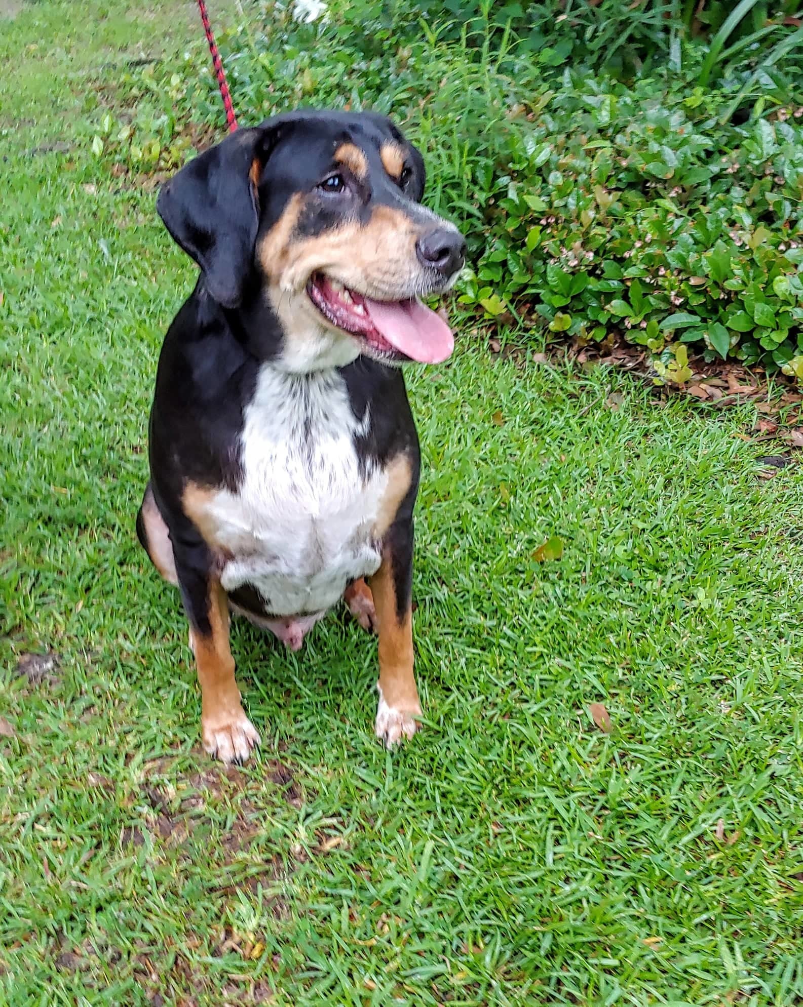 Cooper, an adoptable Bluetick Coonhound, Black and Tan Coonhound in Baton Rouge, LA, 70816 | Photo Image 1