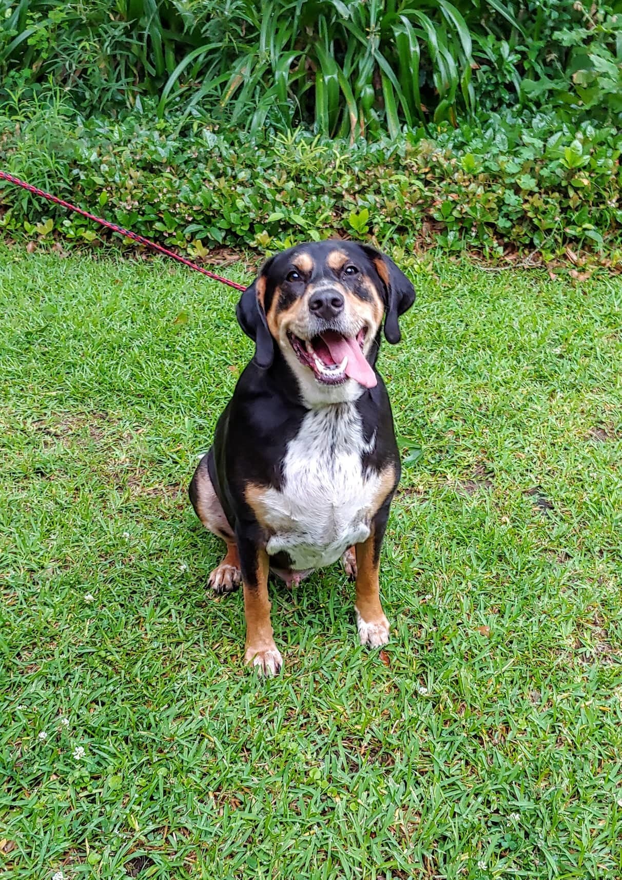 Cooper, an adoptable Bluetick Coonhound, Black and Tan Coonhound in Baton Rouge, LA, 70816 | Photo Image 5