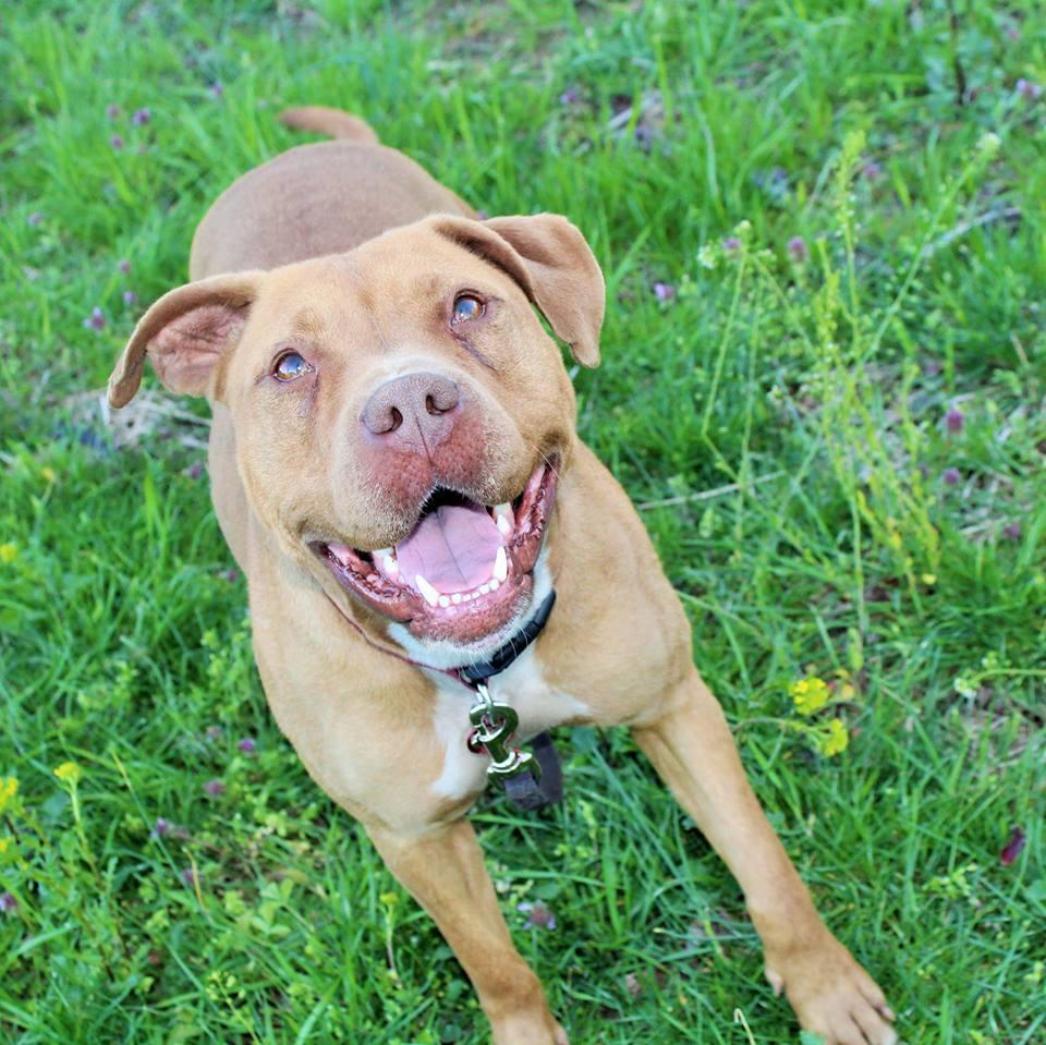 Chocolate, an adoptable American Staffordshire Terrier in Huntington, WV, 25705 | Photo Image 1