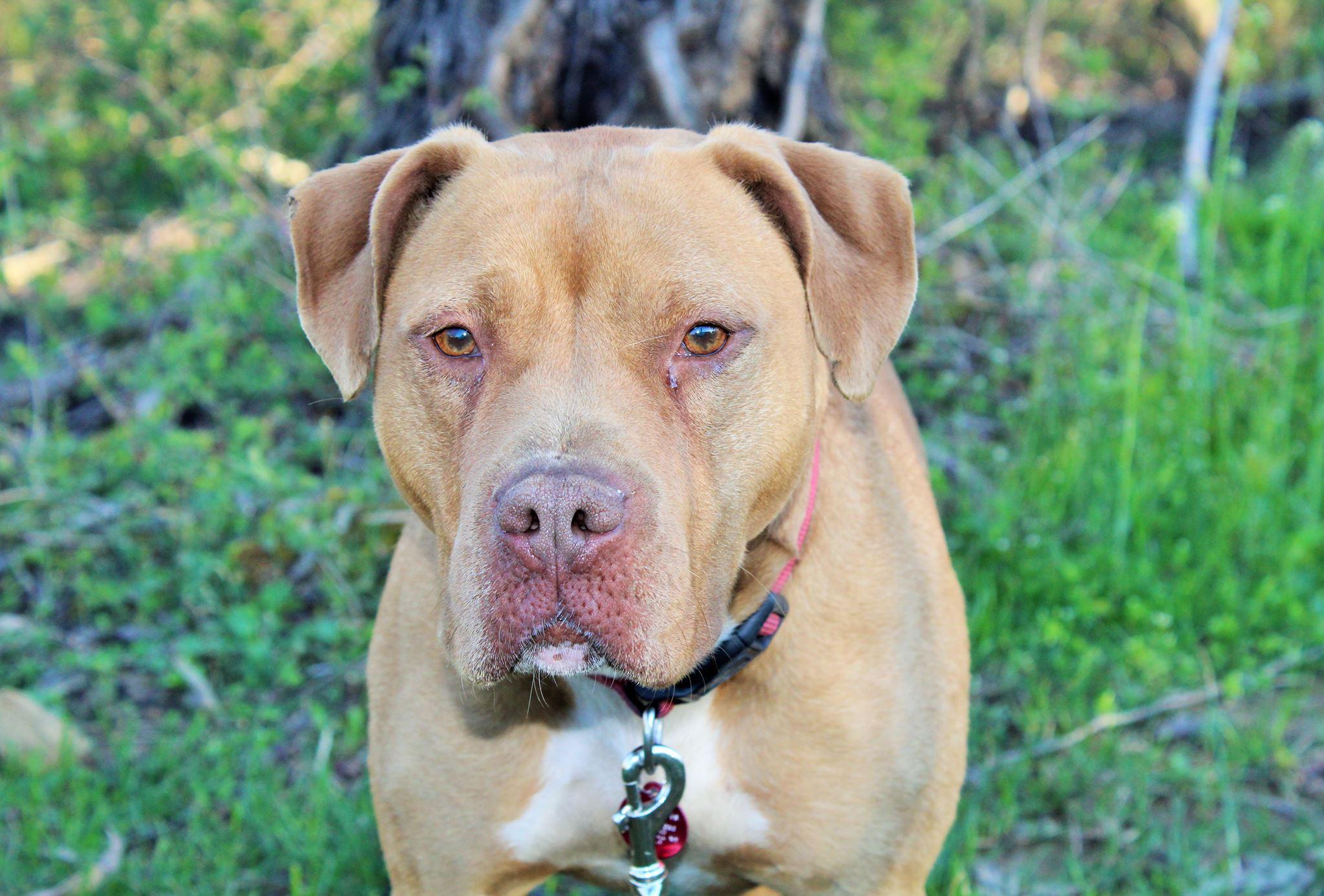 Chocolate, an adoptable American Staffordshire Terrier in Huntington, WV, 25705 | Photo Image 2