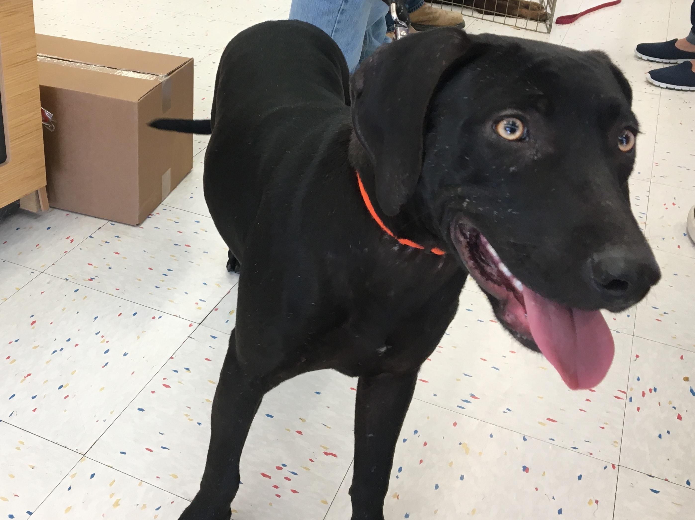 Cocoa, an adoptable Labrador Retriever in Farmerville, LA, 71241 | Photo Image 2