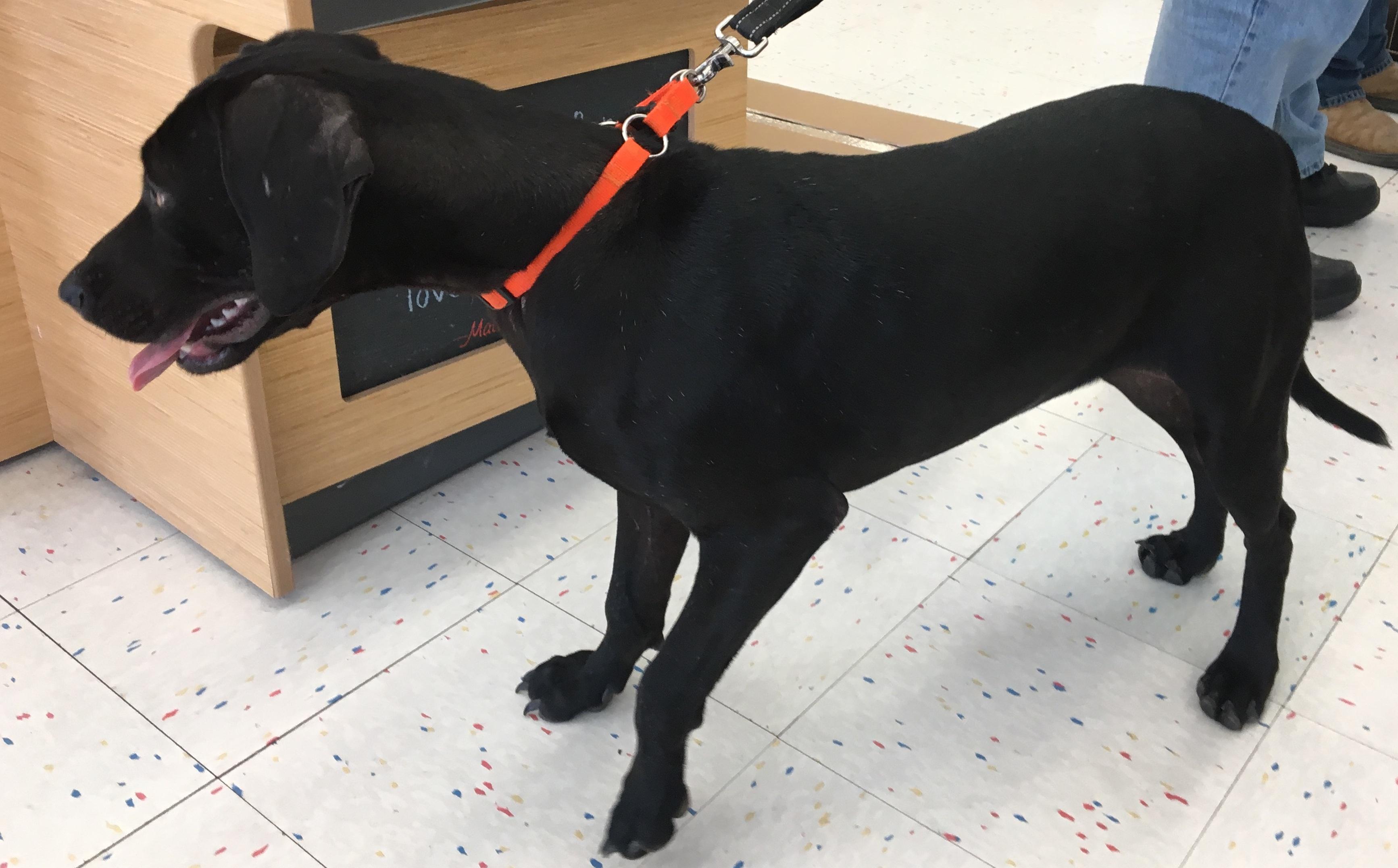 Cocoa, an adoptable Labrador Retriever in Farmerville, LA, 71241 | Photo Image 3