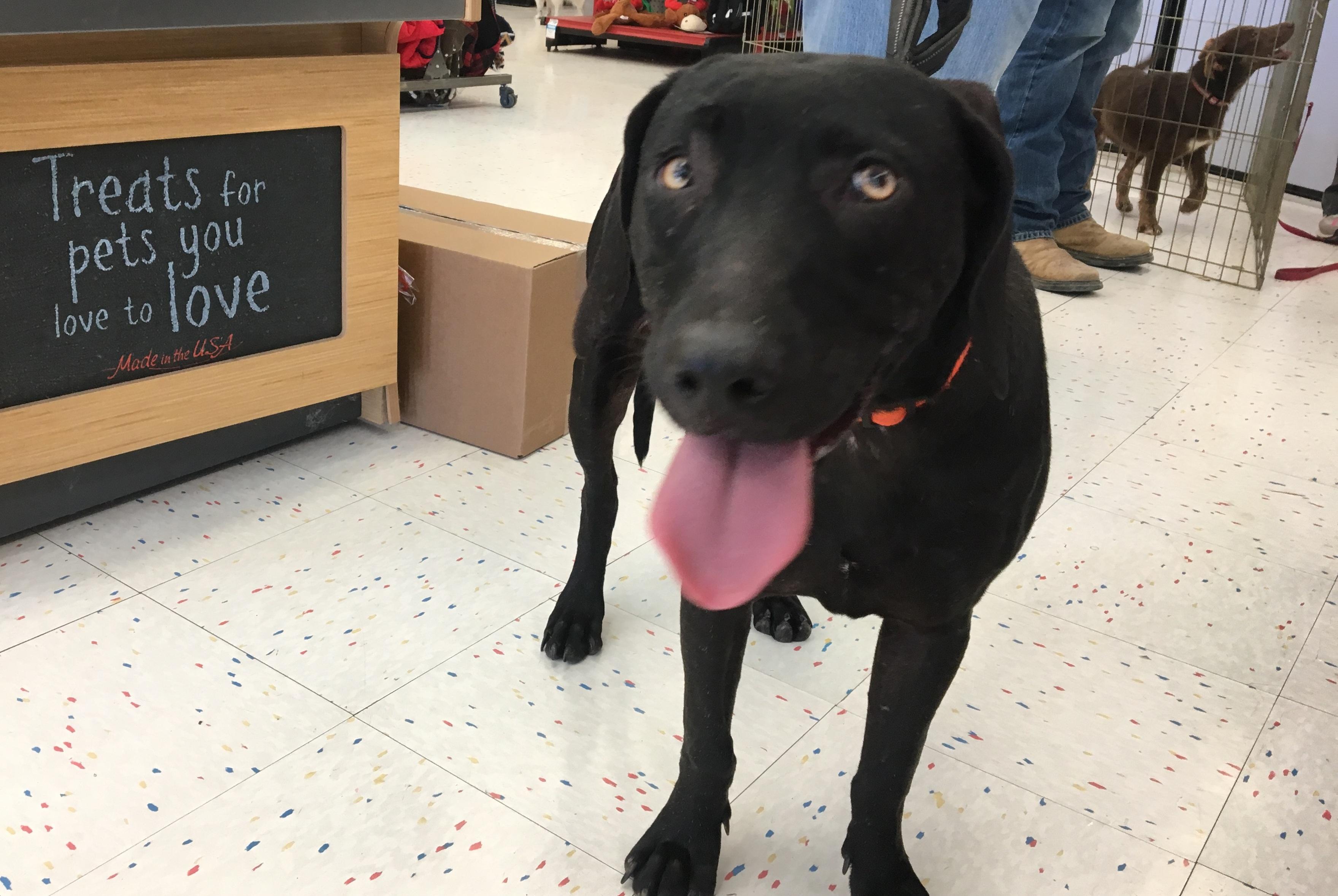 Cocoa, an adoptable Labrador Retriever in Farmerville, LA, 71241 | Photo Image 4