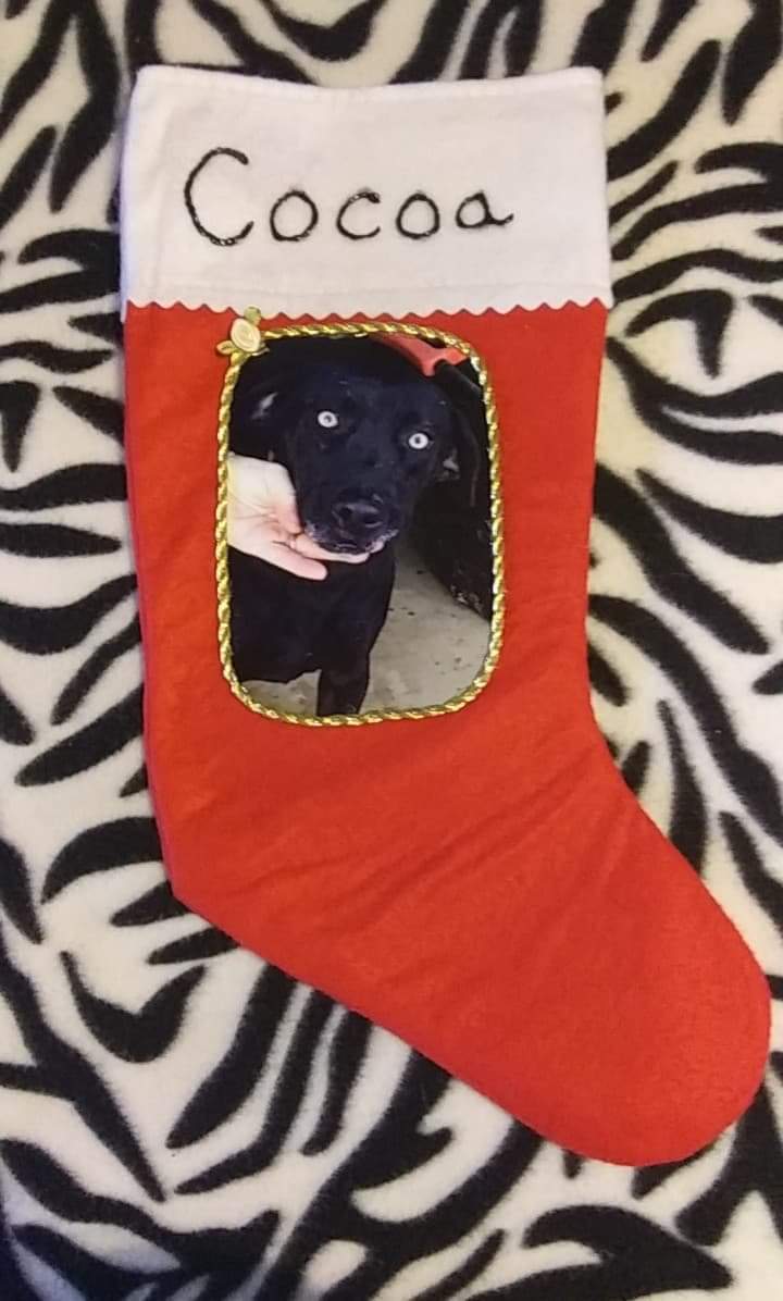Cocoa 1