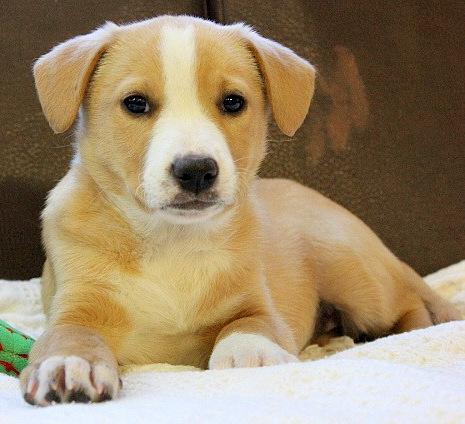 Charity, an adopted Labrador Retriever & Collie Mix in Reston, VA_image-2