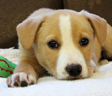 Charity, an adopted Labrador Retriever & Collie Mix in Reston, VA_image-3
