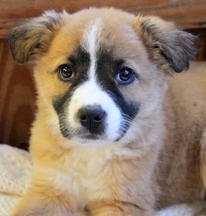 Hope, an adopted Labrador Retriever & Collie Mix in Reston, VA_image-1