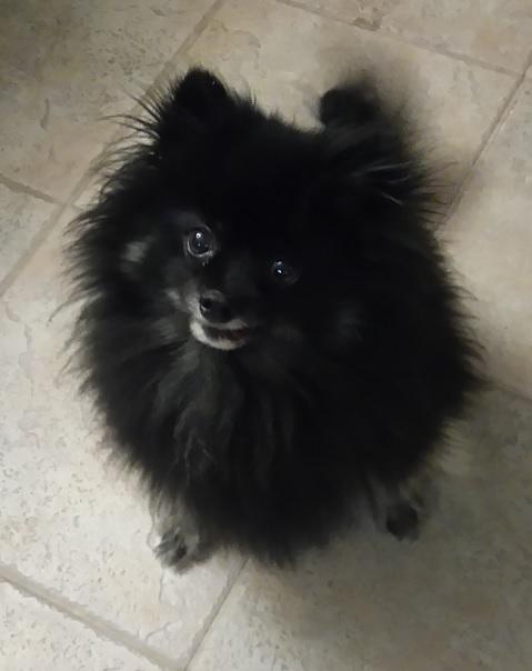 *Sponsor Only* Peppy, an adoptable Pomeranian in North York, ON, M5M 3B2 | Photo Image 1