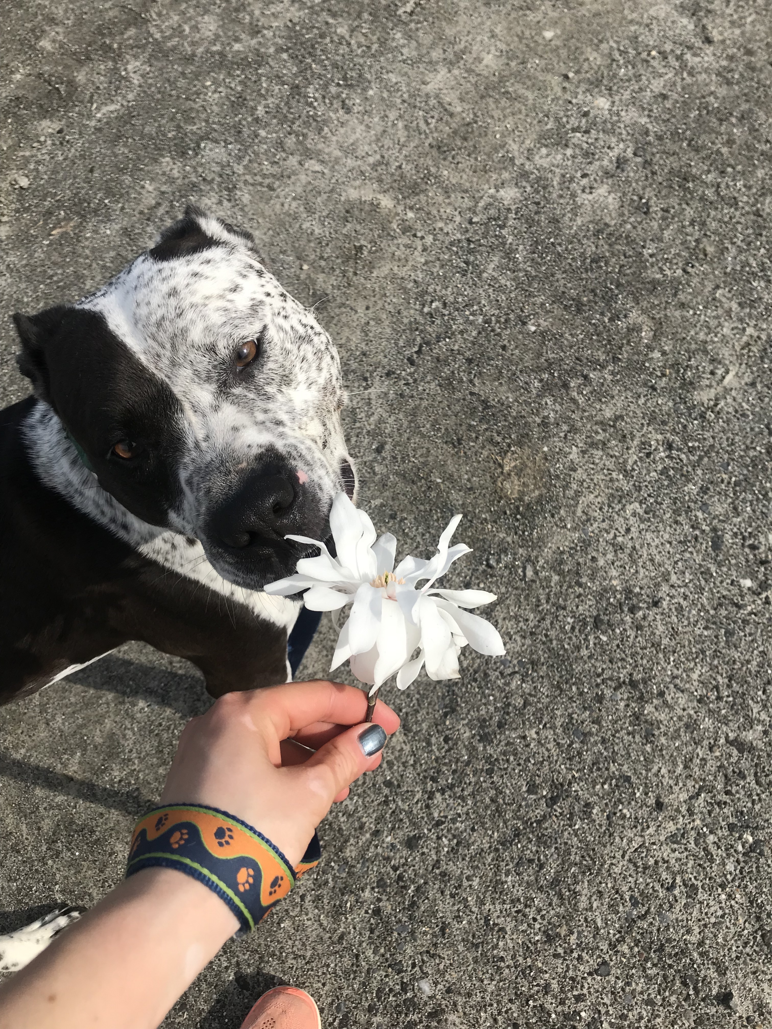 Muttsy Sweetie-pie goofball slightly insecure, loves chihuahuas, an adoptable Pointer, Mixed Breed in Ossining, NY, 10562 | Photo Image 2
