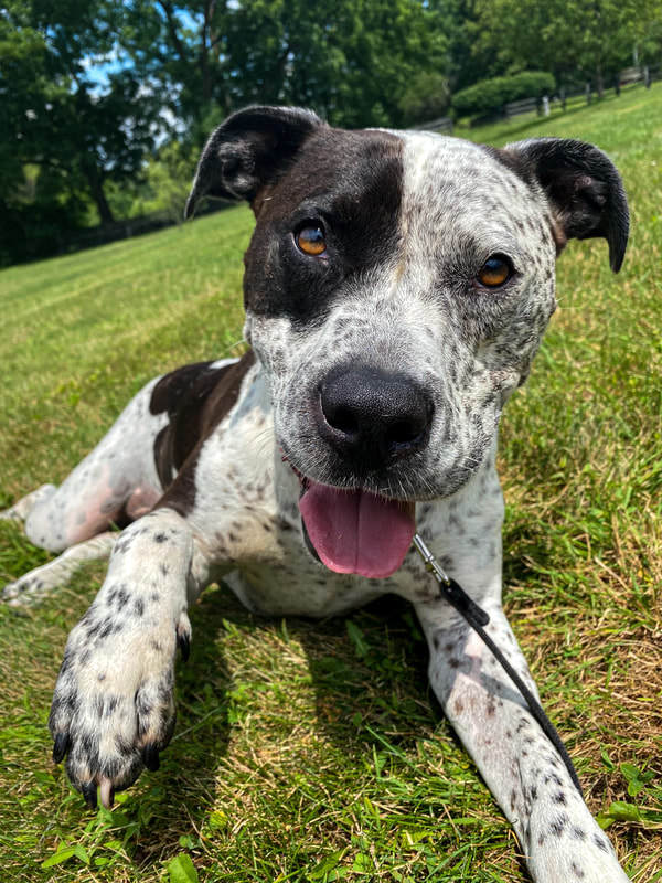 Muttsy Sweetie-pie goofball slightly insecure, loves chihuahuas, an adoptable Pointer, Mixed Breed in Ossining, NY, 10562 | Photo Image 1