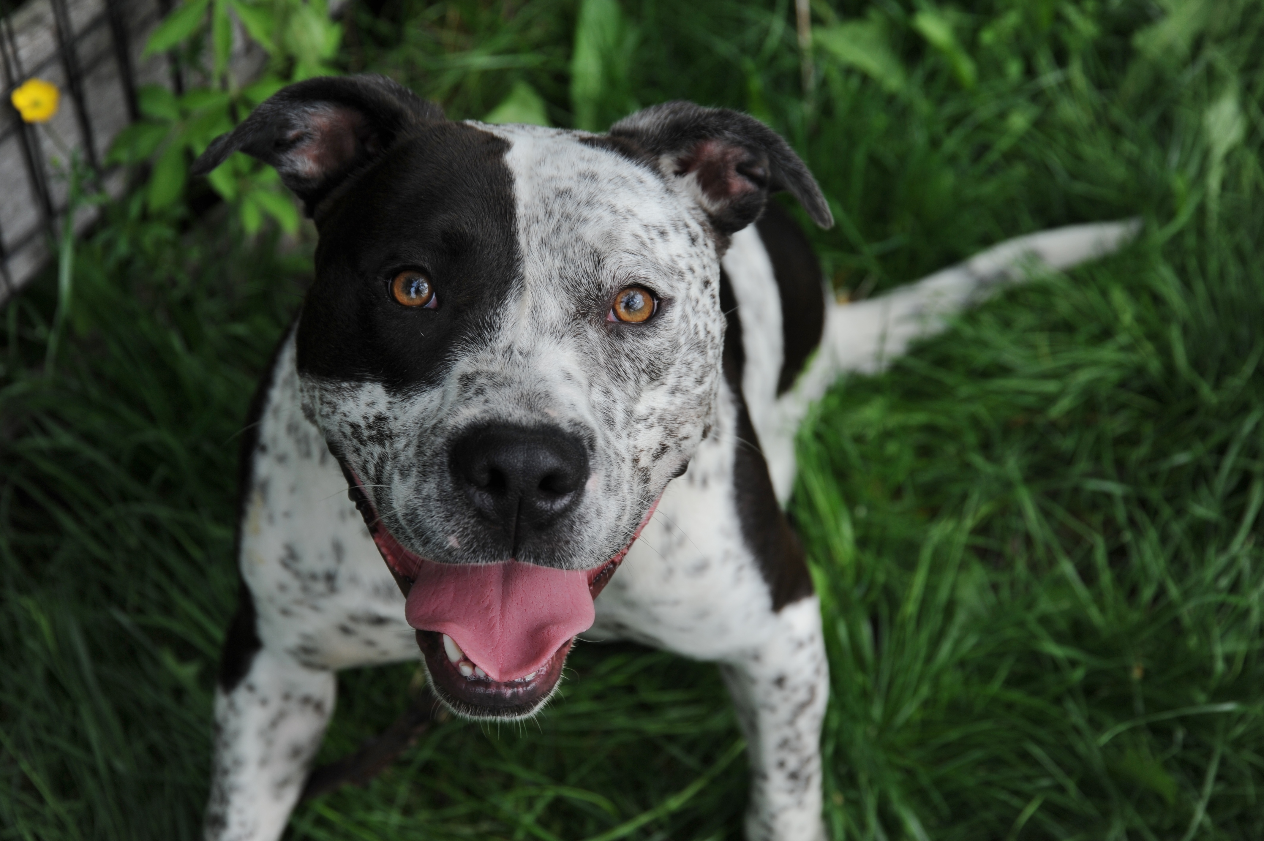 Muttsy Sweetie-pie goofball slightly insecure, loves chihuahuas, an adoptable Pointer, Mixed Breed in Ossining, NY, 10562 | Photo Image 3