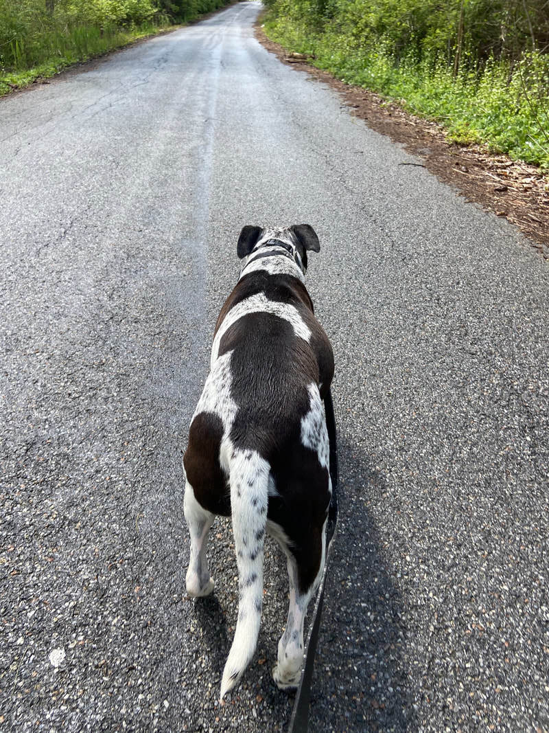Muttsy Sweetie-pie goofball slightly insecure, loves chihuahuas, an adoptable Pointer, Mixed Breed in Ossining, NY, 10562 | Photo Image 4