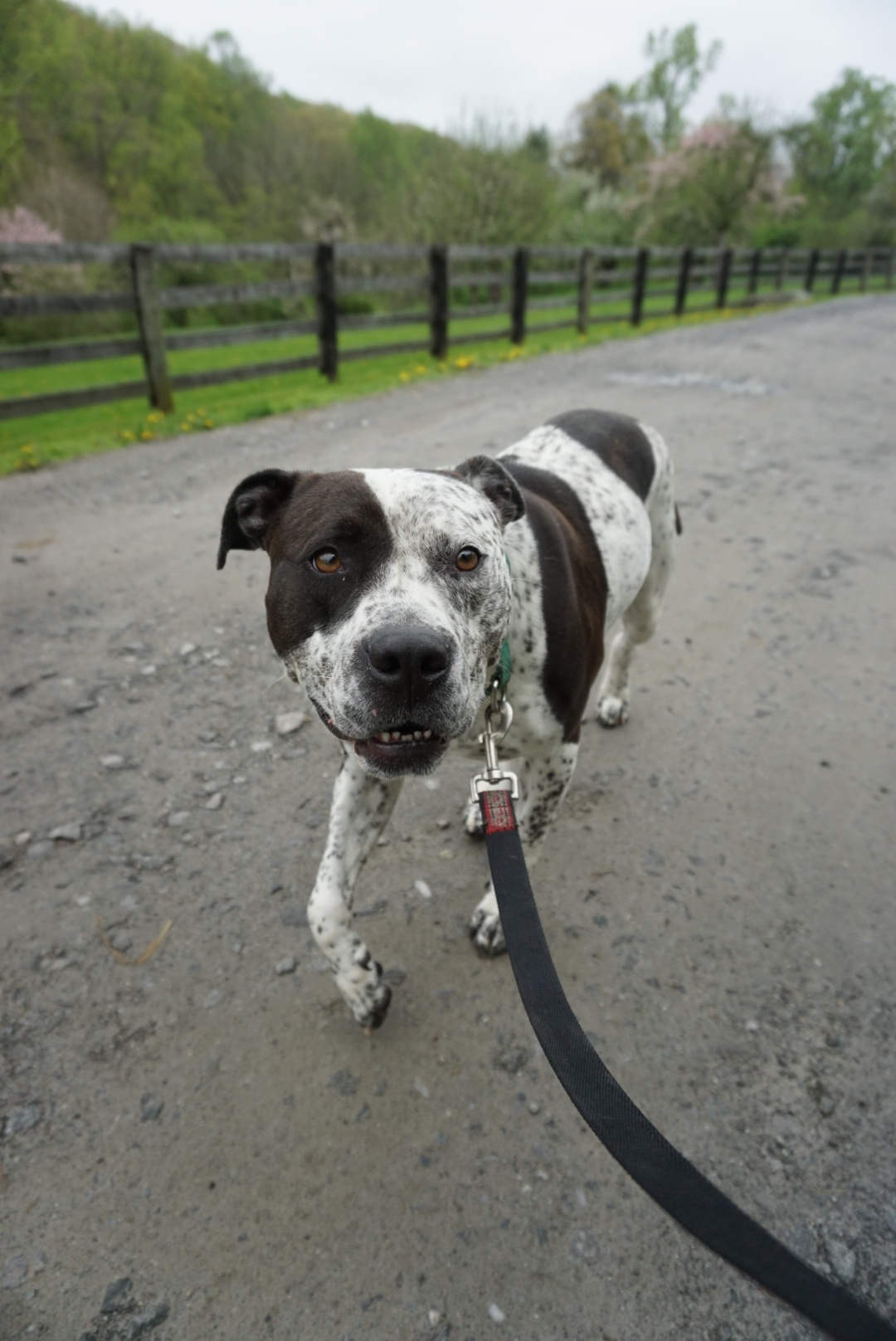 Muttsy Sweetie-pie goofball slightly insecure, loves chihuahuas, an adoptable Pointer, Mixed Breed in Ossining, NY, 10562 | Photo Image 5