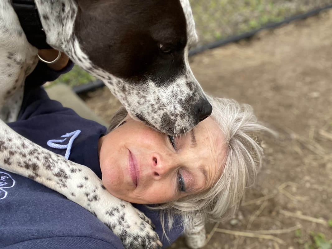 Muttsy Sweetie-pie goofball slightly insecure, loves chihuahuas, an adoptable Pointer, Mixed Breed in Ossining, NY, 10562 | Photo Image 6