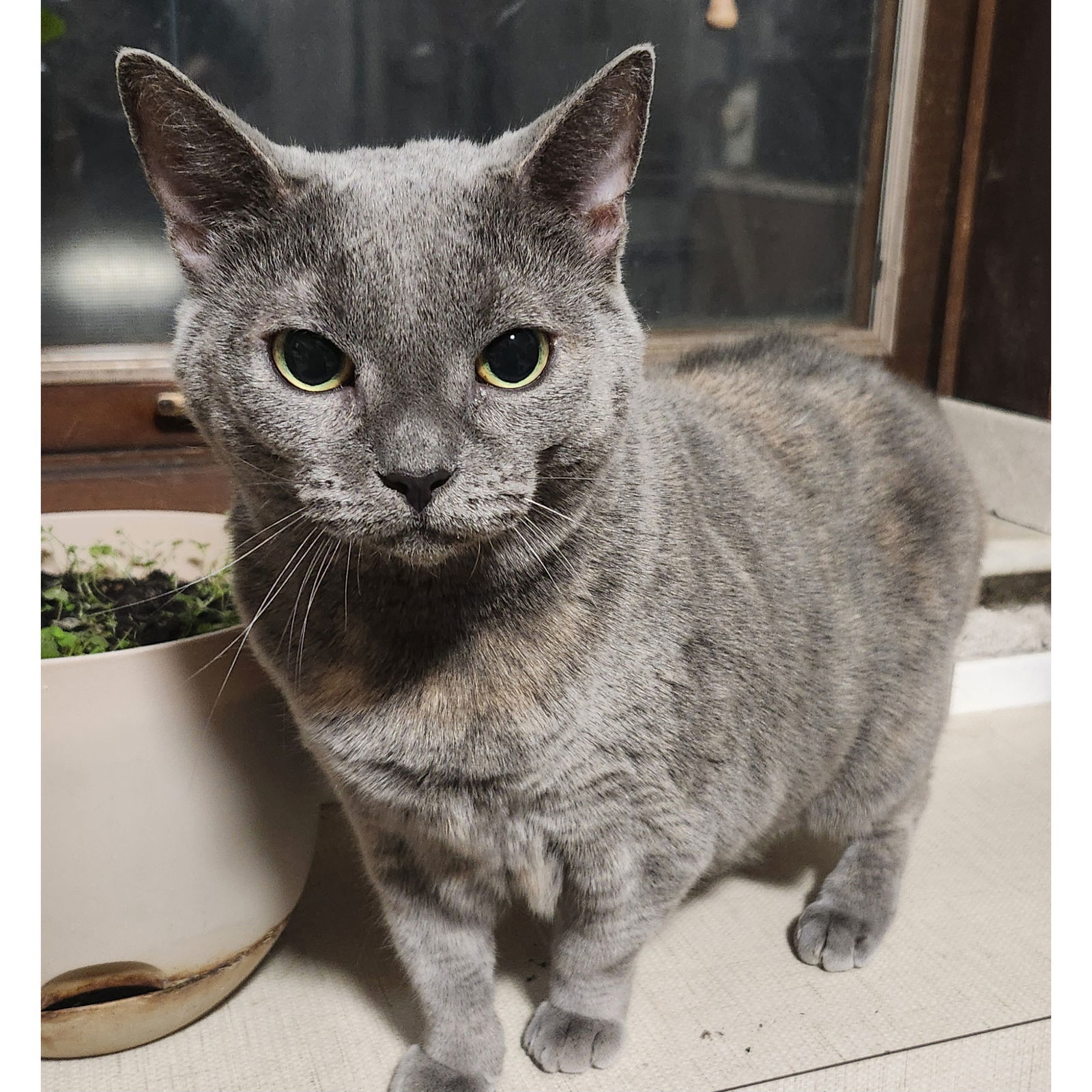 Maisie, an adoptable Domestic Short Hair in Philadelphia, PA, 19111 | Photo Image 1