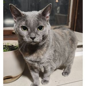Maisie, Adult Female unknown
