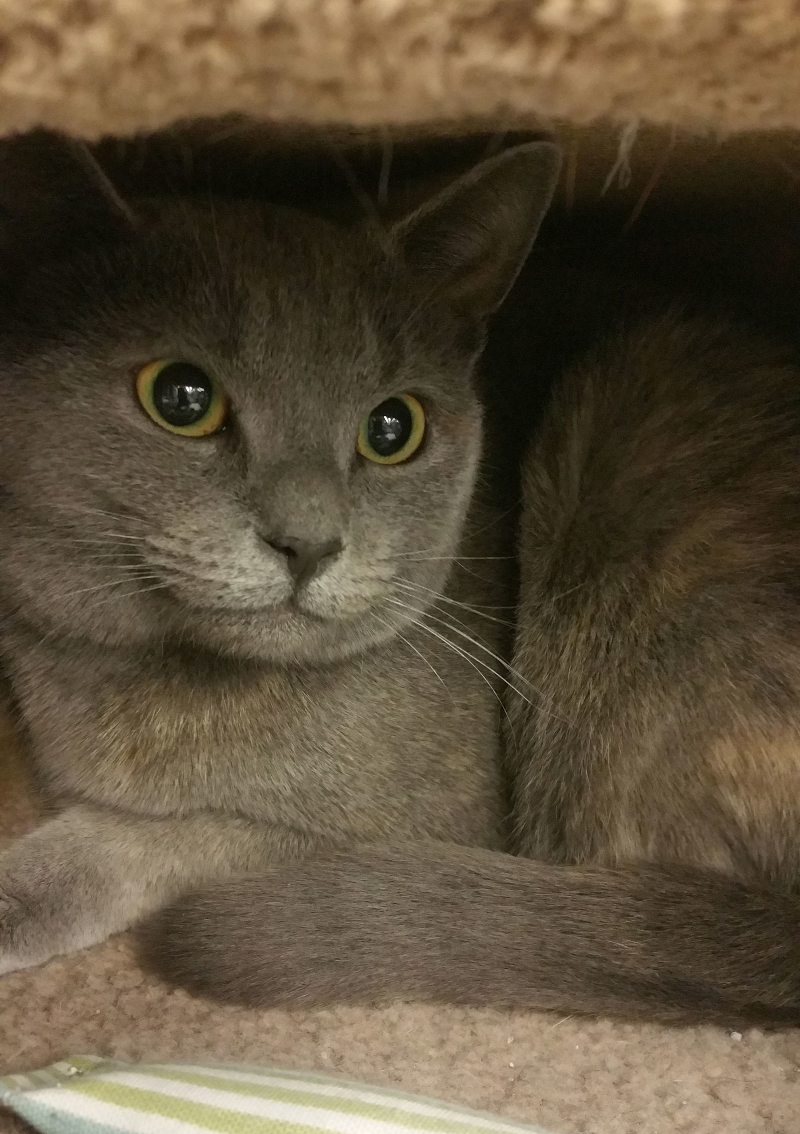 Maisie, an adoptable Domestic Short Hair in Philadelphia, PA, 19111 | Photo Image 2