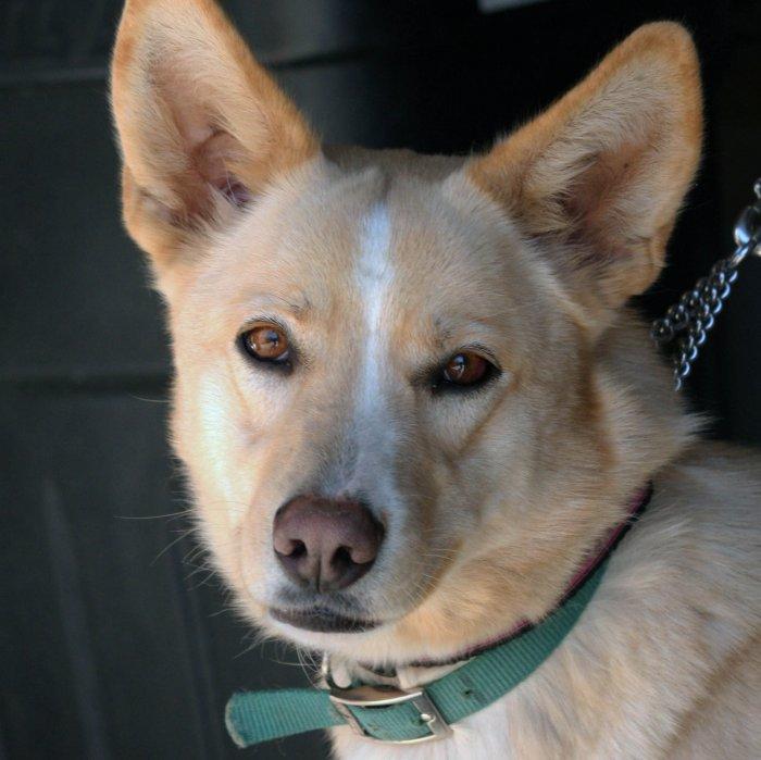 Lola, an adopted Shepherd Mix in Mojave, CA_image-1