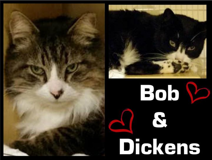 Bob & Dickens 1
