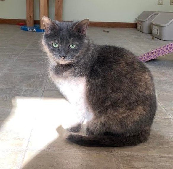 Violet, an adopted Domestic Short Hair in Richland Center, WI_image-3