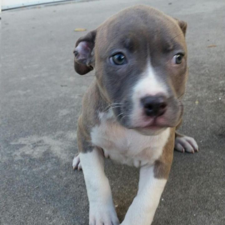 Dog For Adoption Luna Fka Sasha A Terrier In Orlando Fl Petfinder