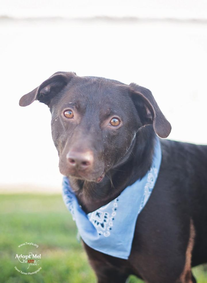 Simon, an adopted Labrador Retriever in Kingwood, TX_image-1