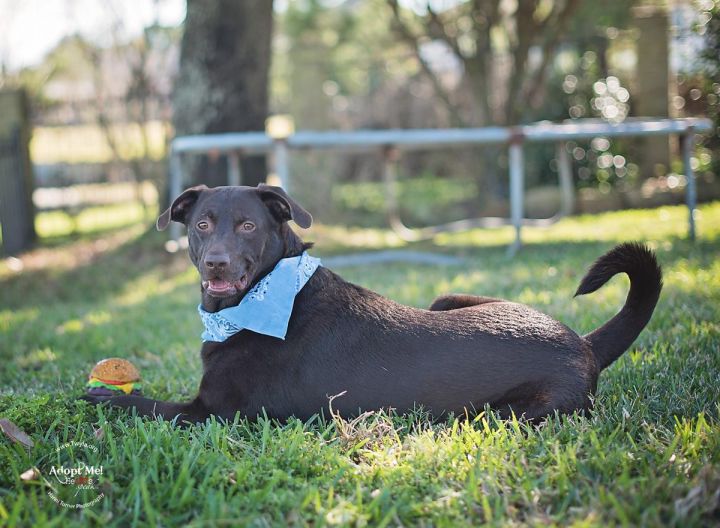 Simon, an adopted Labrador Retriever in Kingwood, TX_image-3