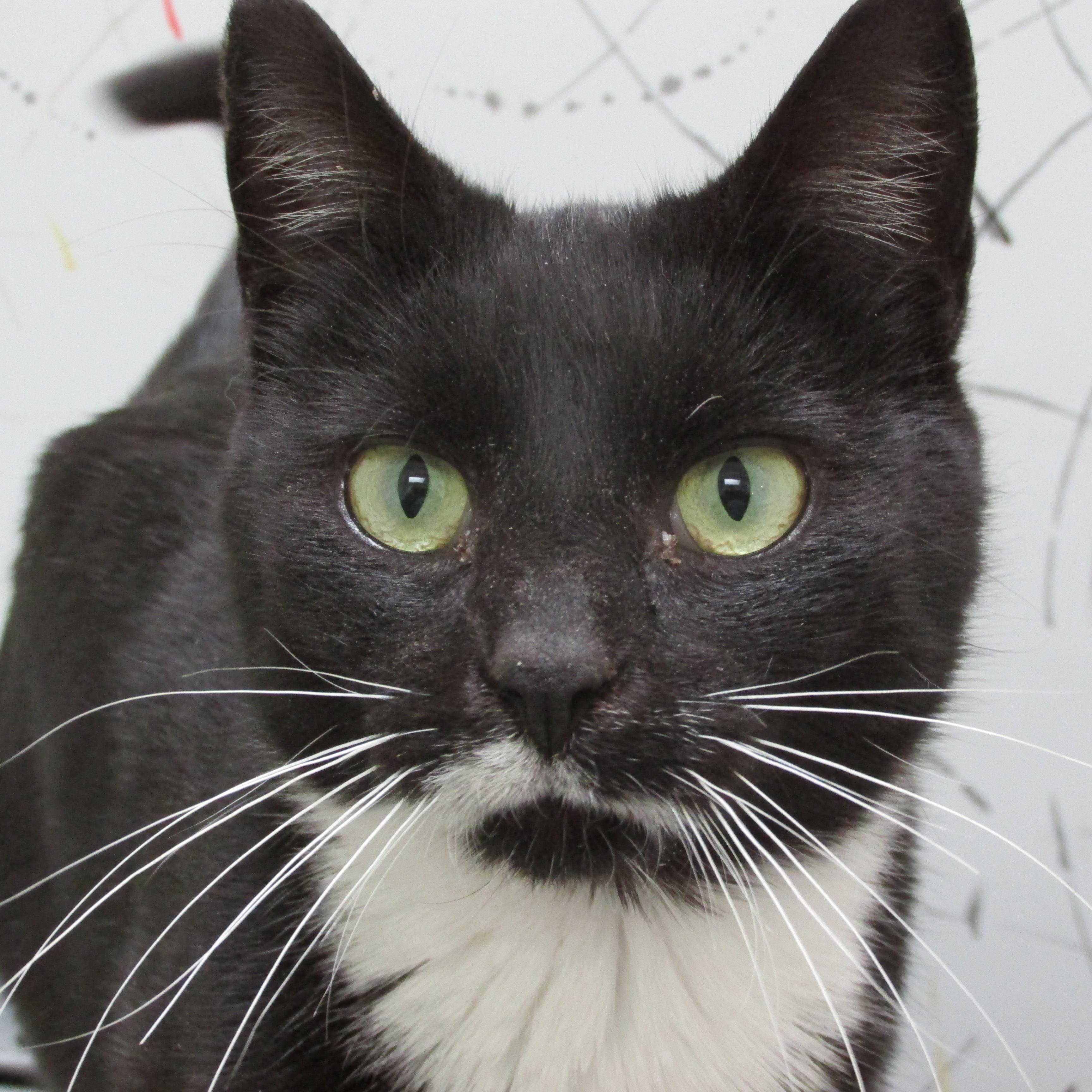 SATINE, an adoptable Tuxedo, Domestic Short Hair in Sardinia, OH, 45171 | Photo Image 1